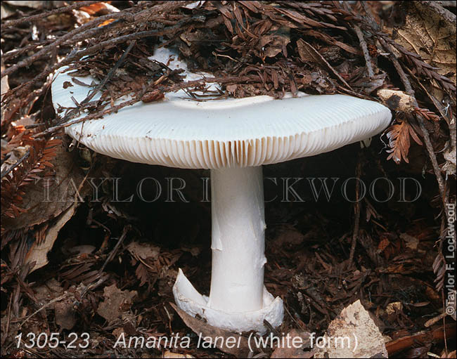 Amanita lanei (white form)