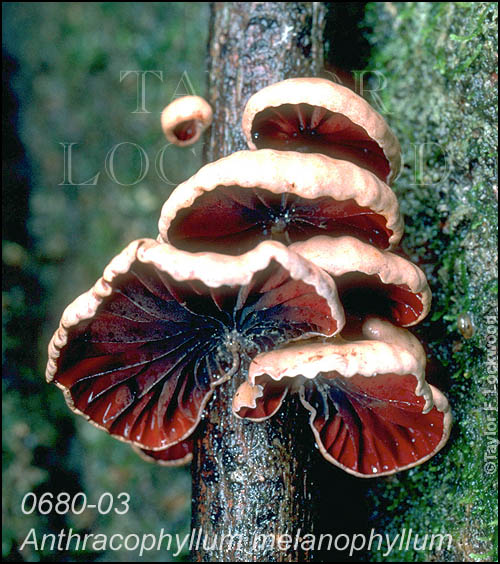 Anthracophyllum melanophyllum