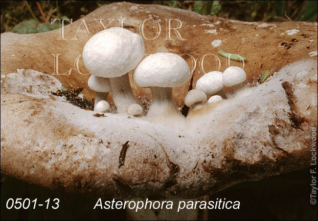 Asterophora parasitica