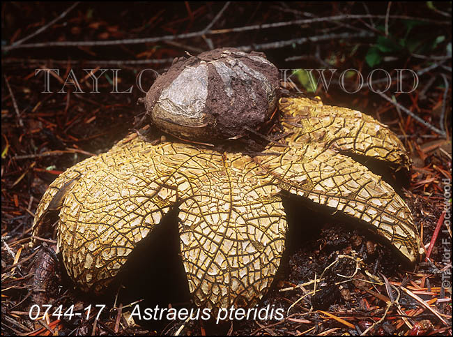 Astraeus pteridis