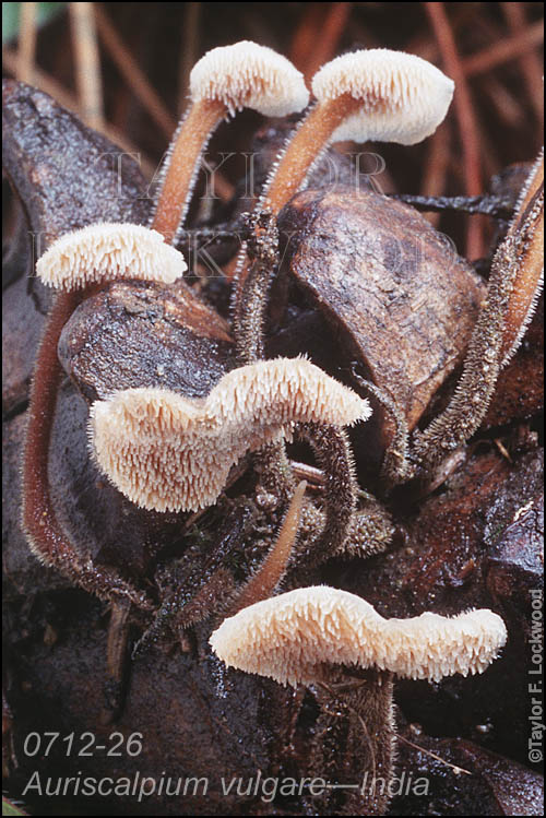 Auriscalpium vulgare - India