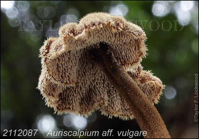 Auriscalpium aff. vulgare