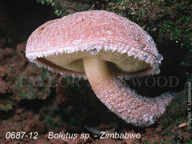 Boletus sp. - Zimbabwe