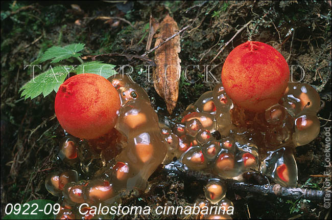 Calostoma cinnabarina