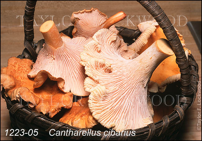 Cantharellus cibarius