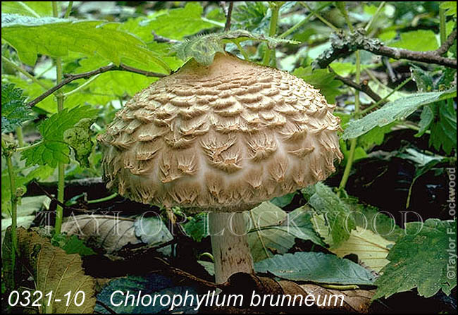 Chlorophyllum brunneum