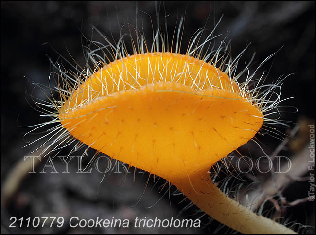 Cookeina tricholoma