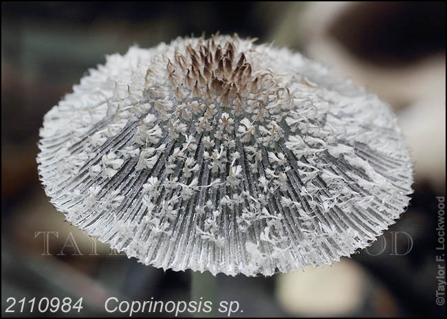 Coprinopsis sp.