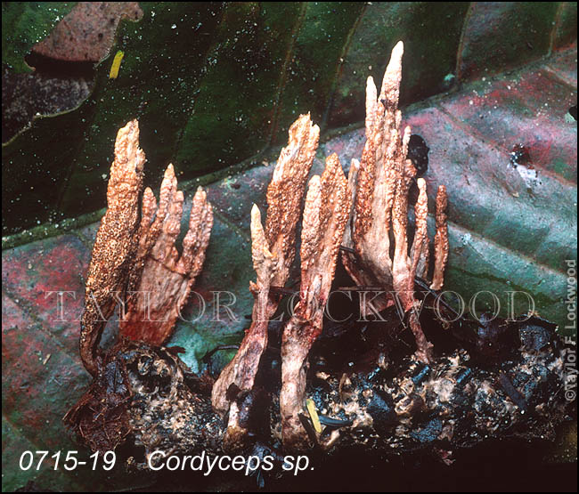 Cordyceps sp. - Thailand