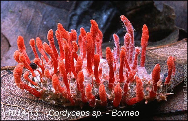 Cordyceps sp. - Borneo