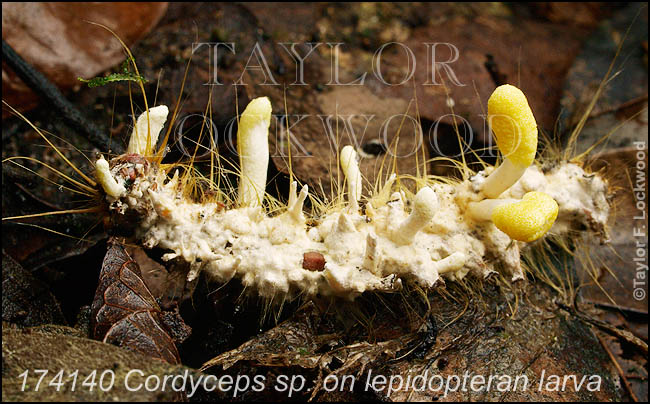 Cordyceps sp. on lepidopteran larva