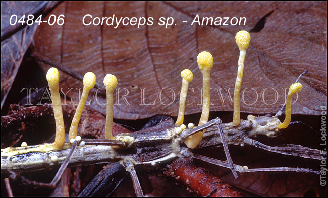 Cordyceps sp. - Amazon