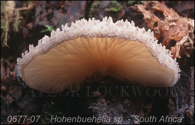 Hohenbuehelia sp. - South Africa