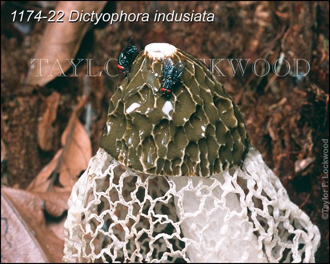 Dictyophora indusiata