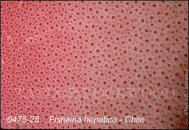 Fistulina hepatica - Chile