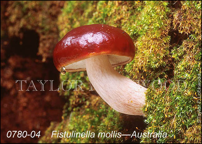 Fistulinella mollis