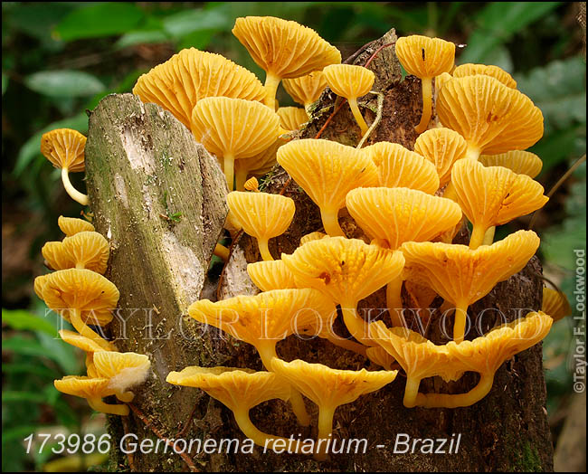 Gerronema retiarium - Brazil