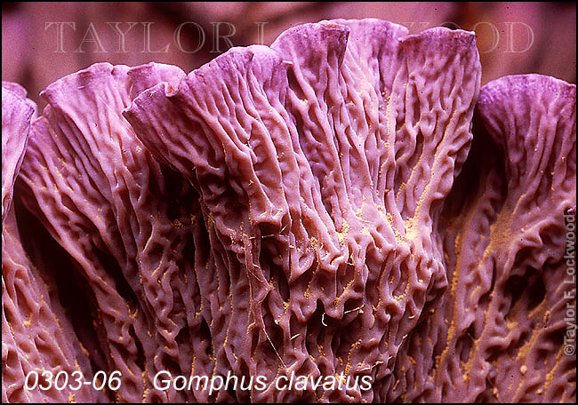 Gomphus clavatus