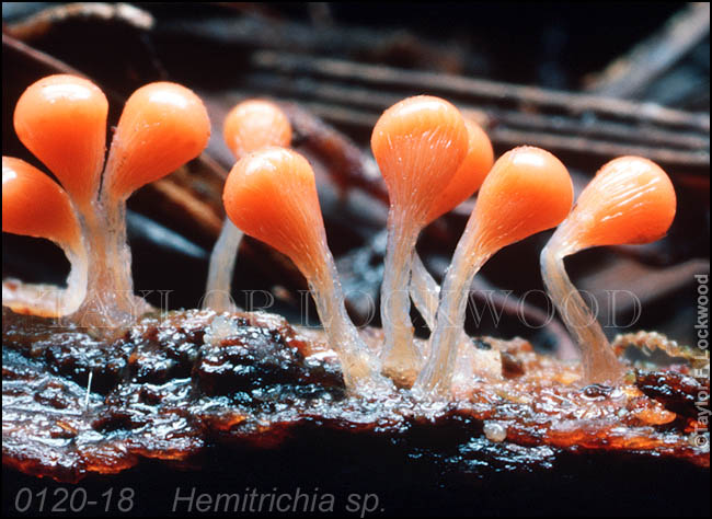 Hemitrichia sp.