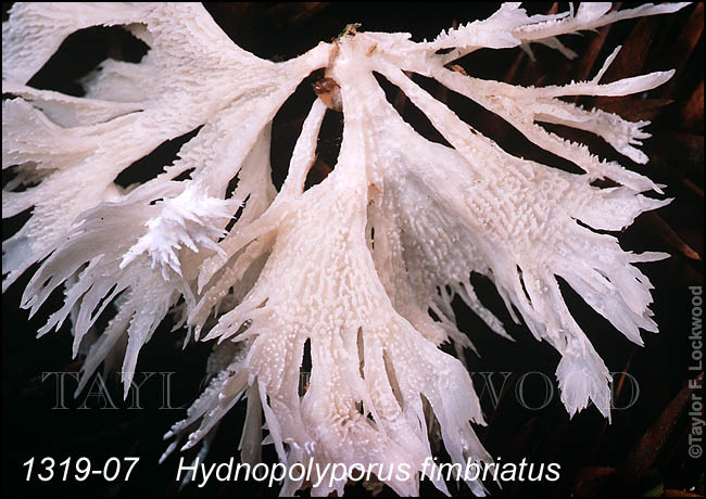 Hydnopolyporus fimbriatus