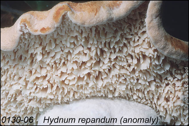 Hydnum repandum (anomaly)