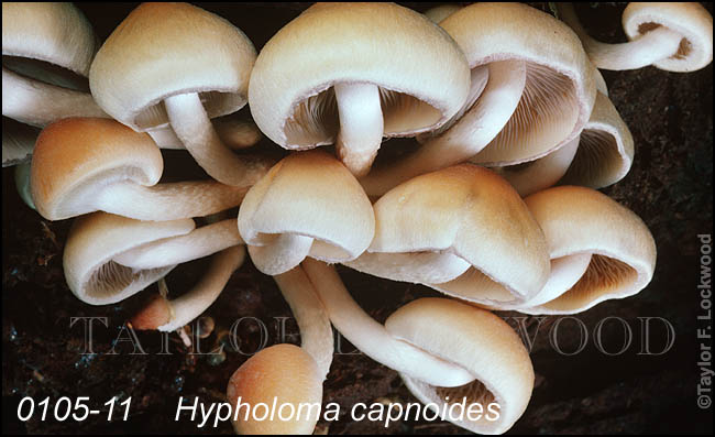 Hypholoma capnoides