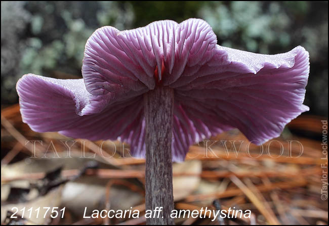 Laccaria aff. amethystina
