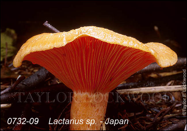 Lactarius sp. - Japan