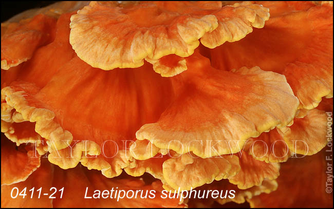 Laetiporus sulphureus