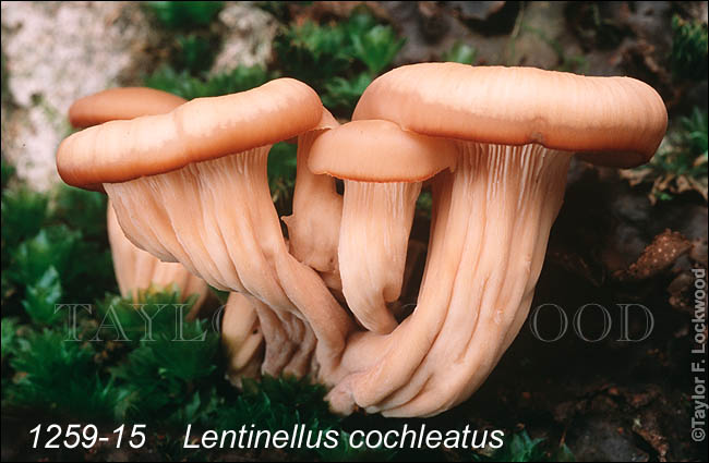 Lentinellus cochleatus