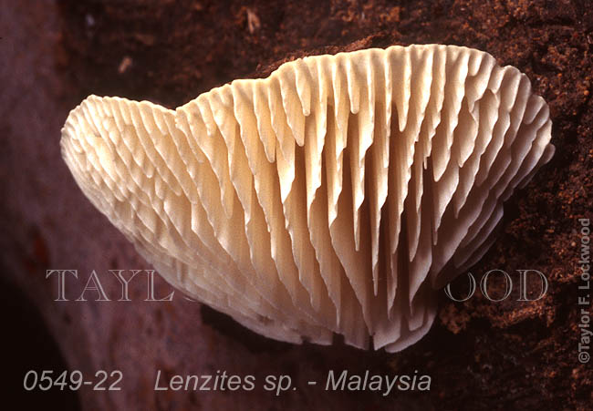 Lenzites sp. - Malaysia