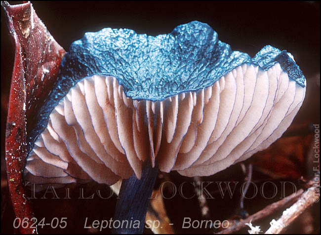 Leptonia sp. -  Borneo