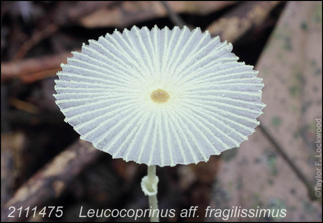 Leucocoprinus aff. fragilissimus