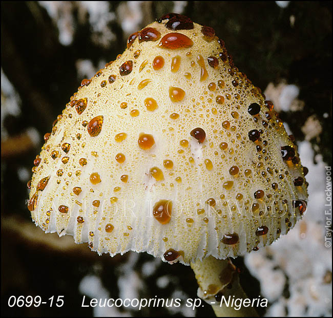 Leucocoprinus sp. - Nigeria