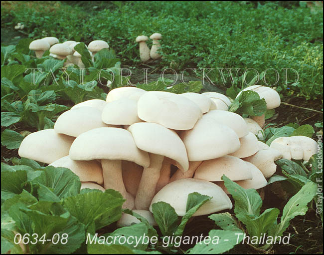 Macrocybe gigantea - Thailand