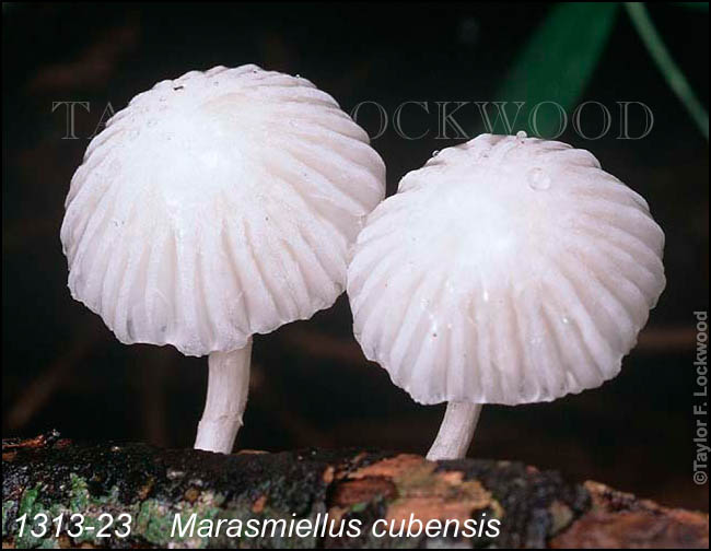 Marasmiellus cubensis