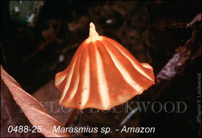 Marasmius sp. - Amazon