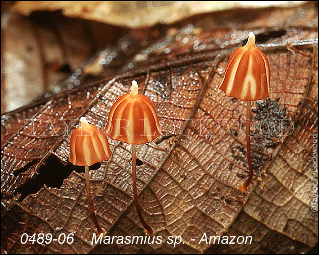 Marasmius sp. - Amazon
