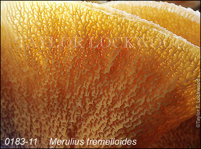 Merulius tremelloides