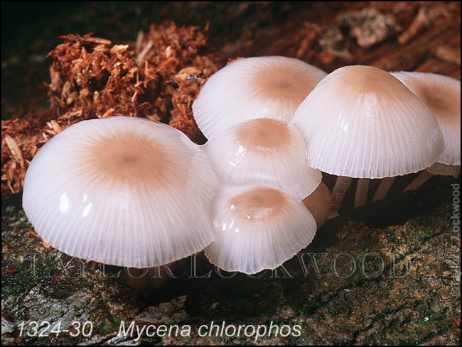 Mycena chlorophos