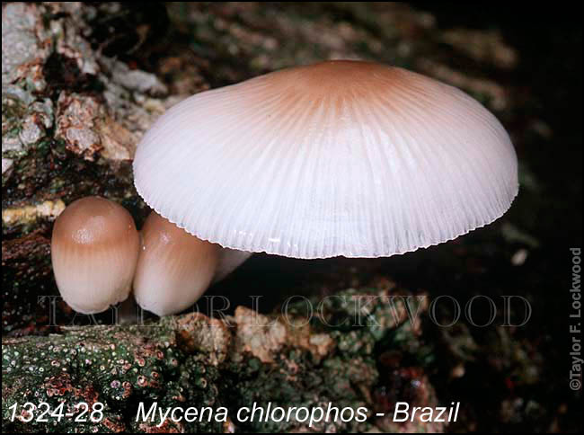 Mycena chlorophos - Brazil