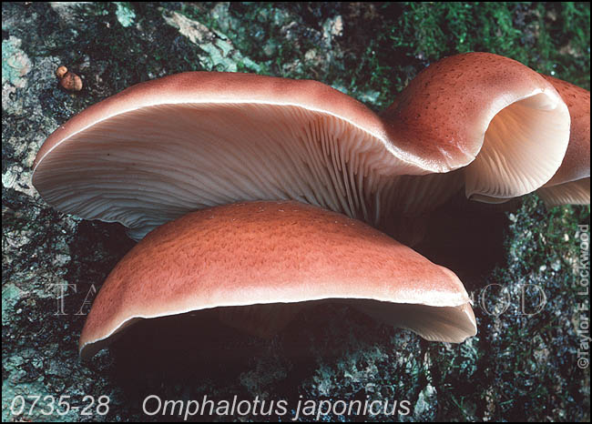 Omphalotus japonicus