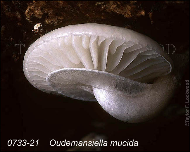 Oudemansiella mucida