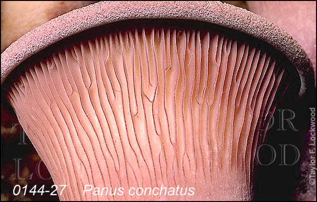 Panus conchatus
