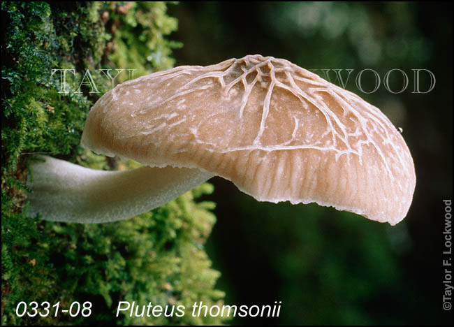 Pluteus thomsonii