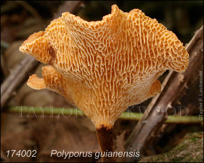Polyporus guianensis