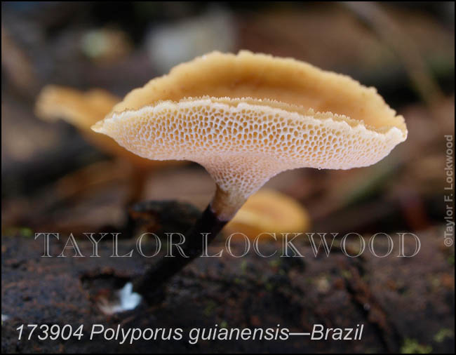 Polyporus guianensis - Brazil