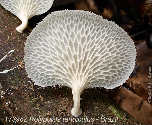 Polyporus tenuiculus - Brazil