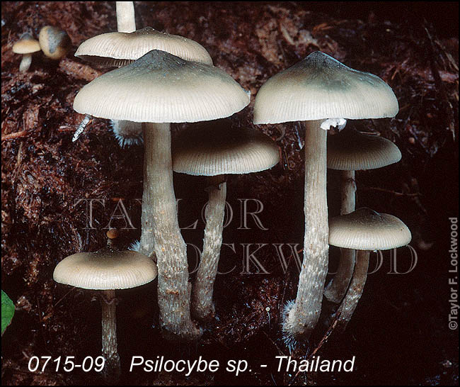 Psilocybe sp. - Thailand