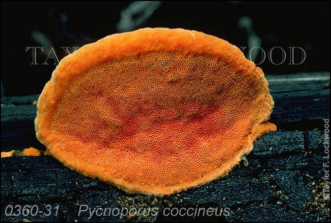 Pycnoporus coccineus